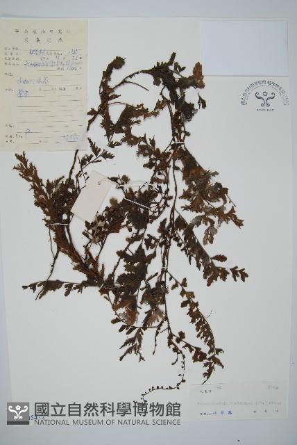 瓶蕨藏品圖，第1張