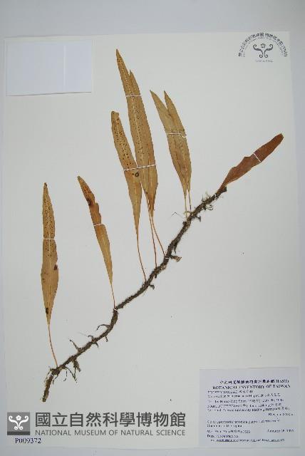 波氏星蕨藏品圖，第1張