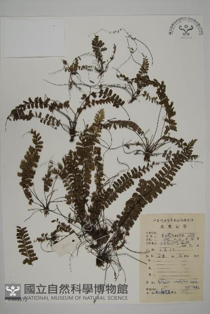 鞭葉鐵線蕨藏品圖，第1張