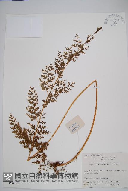 闊片鳥蕨藏品圖，第1張