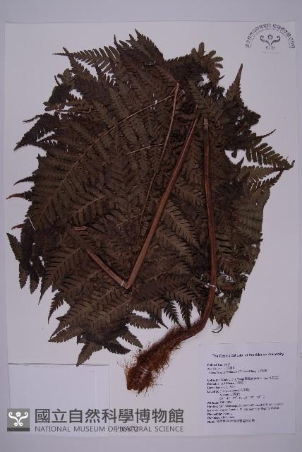 肋毛蕨藏品圖，第1張