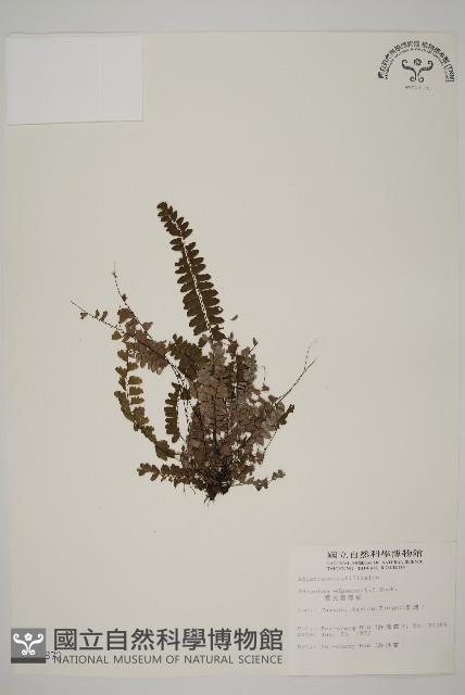 愛氏鐵線蕨藏品圖，第1張