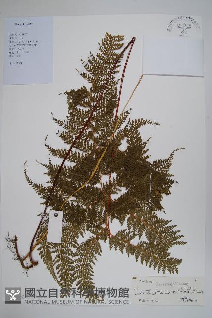 碗蕨藏品圖，第1張