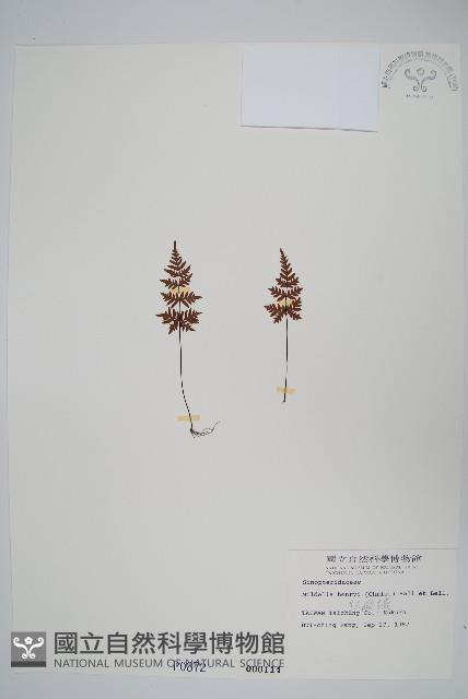 亨氏擬旱蕨藏品圖，第1張