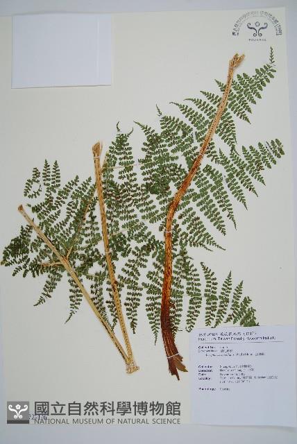 魚鱗蕨藏品圖，第1張