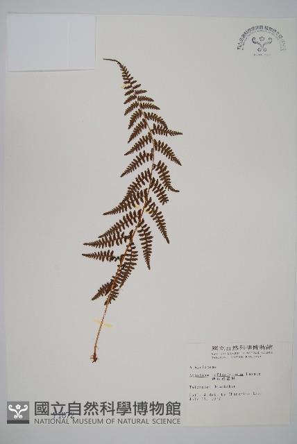 逆葉蹄蓋蕨、逆羽蹄蓋蕨藏品圖，第1張