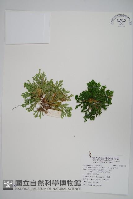 萬年松藏品圖，第1張