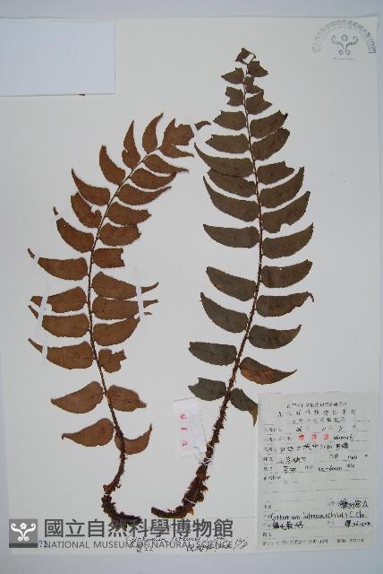 貫眾蕨藏品圖，第1張