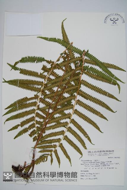 野小毛蕨藏品圖，第1張