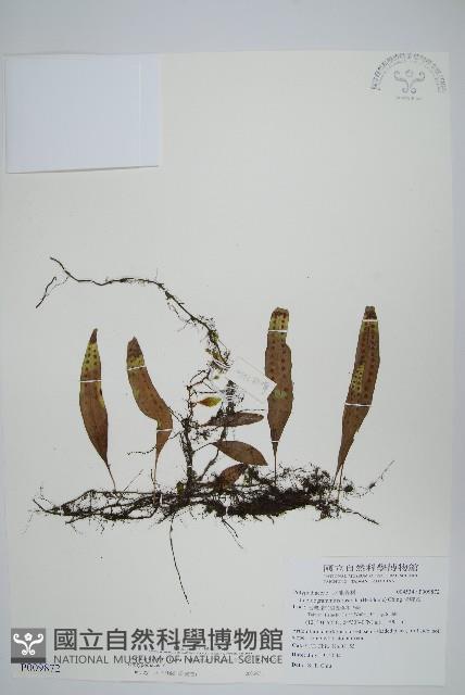 骨牌蕨藏品圖，第1張