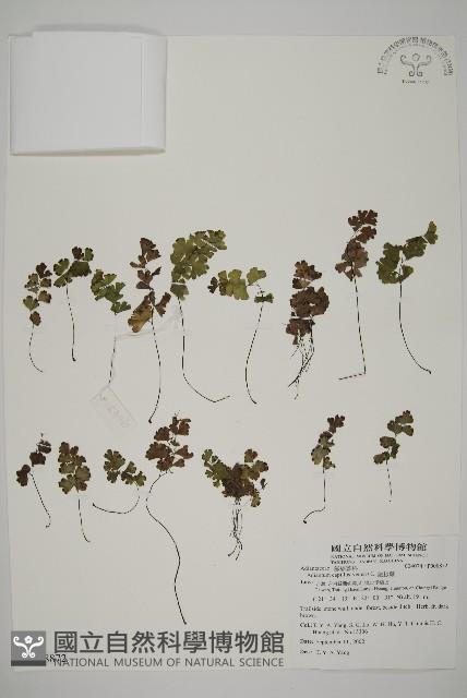 鐵線蕨藏品圖，第1張