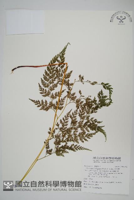 高山金粉蕨藏品圖，第1張