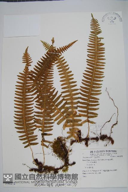 假毛柄水龍骨藏品圖，第1張