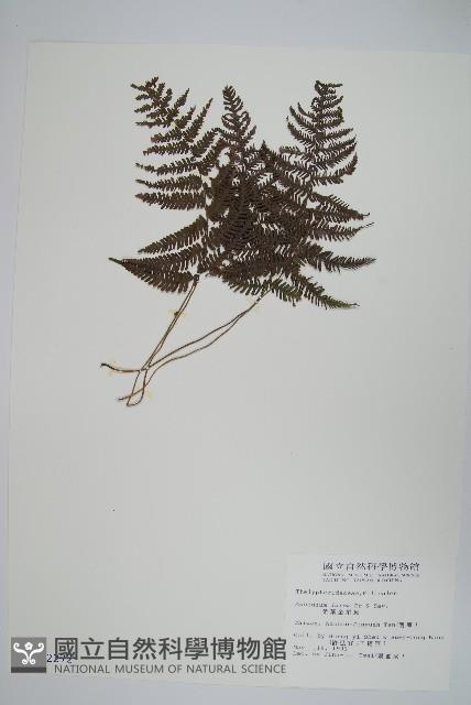 柔葉金星蕨藏品圖，第1張