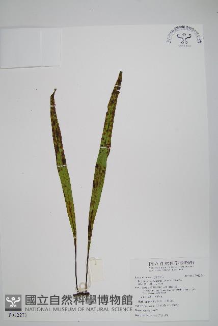 麟瓦葦、川上氏瓦葦藏品圖，第1張