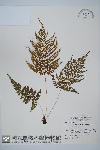 姬蹄蓋蕨藏品圖，第1張