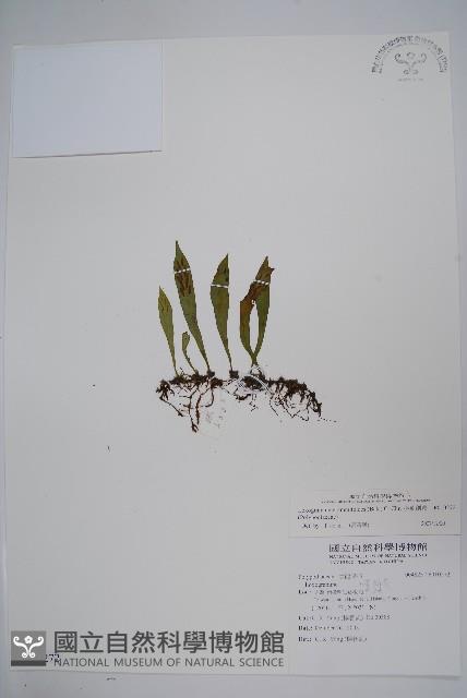 小葉劍蕨藏品圖，第1張