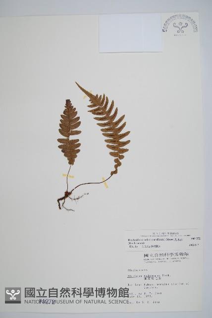 雉尾烏毛蕨藏品圖，第1張