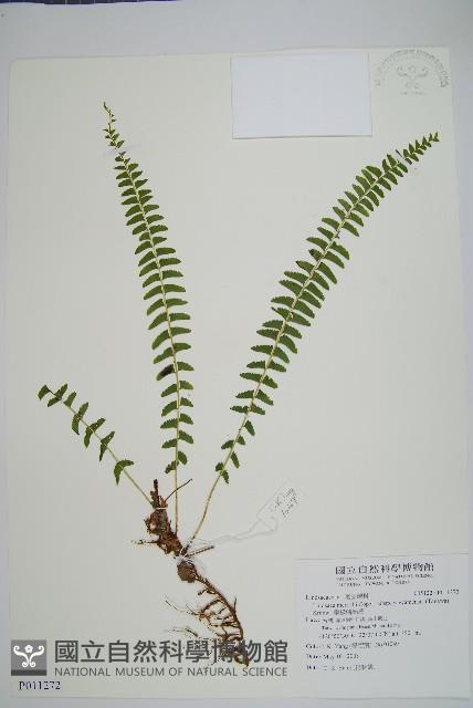 攀緣鱗始蕨藏品圖，第1張