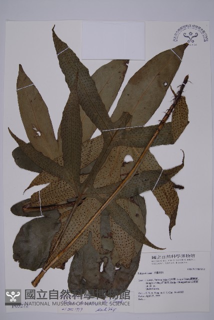 翅柄三叉蕨藏品圖，第1張