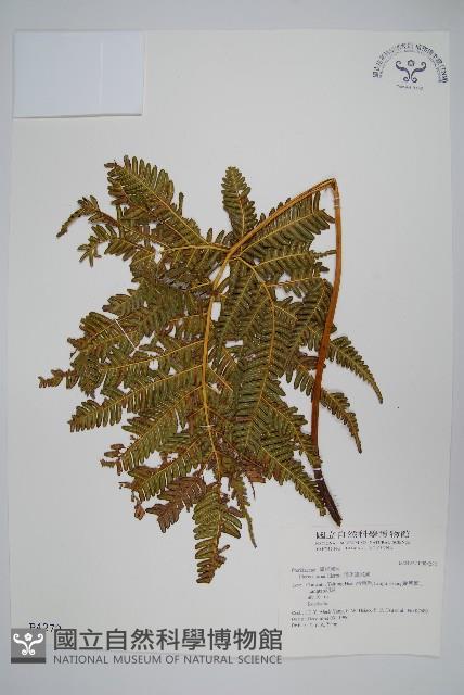 傅氏鳳尾蕨藏品圖，第1張