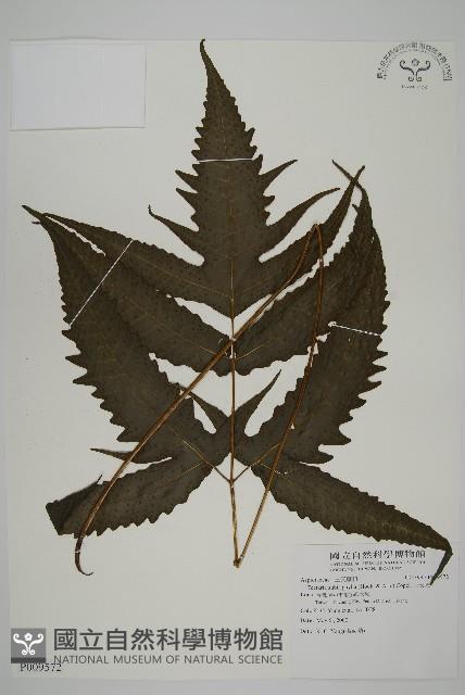 三叉蕨藏品圖，第1張