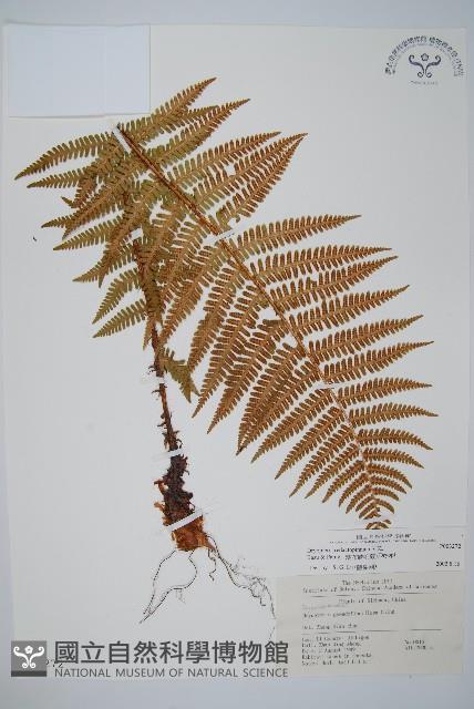藏布鱗毛蕨藏品圖，第1張