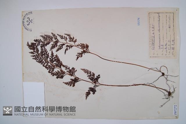 烏蕨藏品圖，第1張