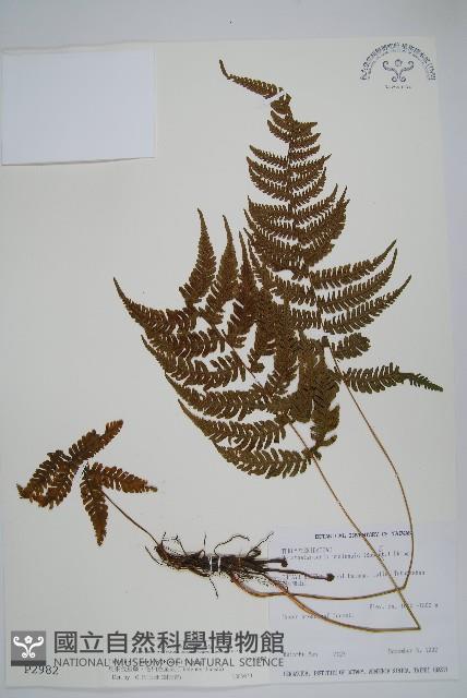 烏來金星蕨、毛柄金星蕨藏品圖，第1張