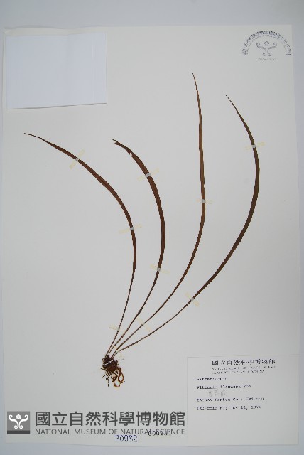 書帶蕨藏品圖，第1張