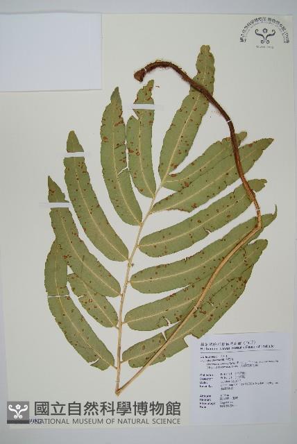 大頂羽鱗毛蕨藏品圖，第1張