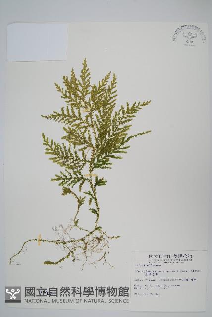 全緣卷柏藏品圖，第1張