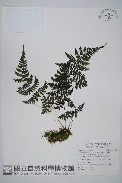 大葉貞蕨藏品圖，第1張