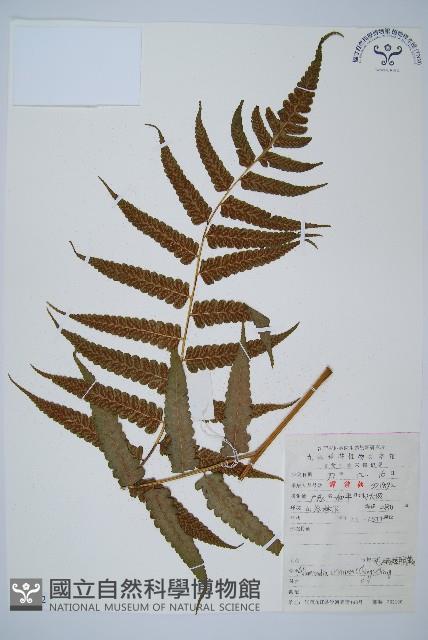 毛柄短腸蕨藏品圖，第1張