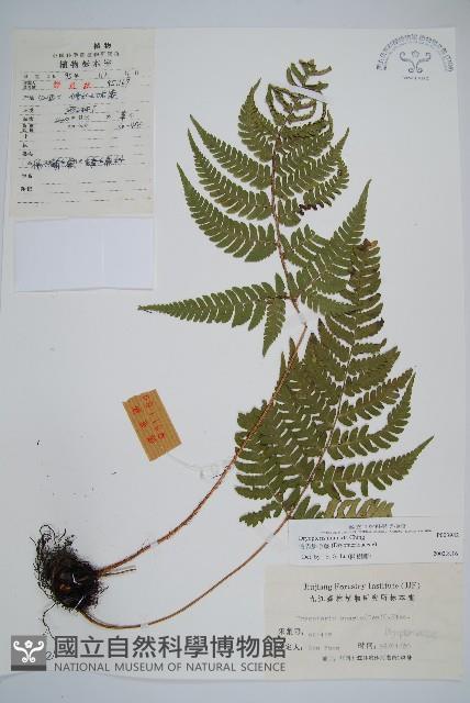 假異鱗毛蕨藏品圖，第1張