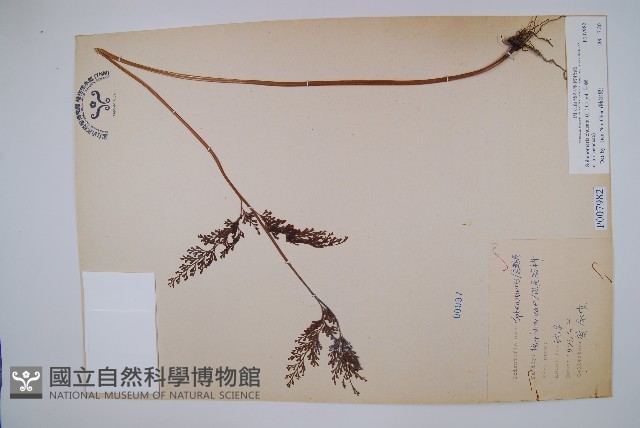 烏蕨藏品圖，第1張