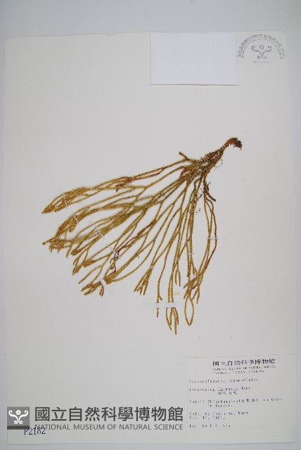 銳葉石松藏品圖，第1張