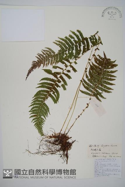 亞二型鱗毛蕨藏品圖，第1張