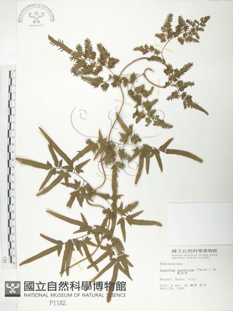 海金沙藏品圖，第1張