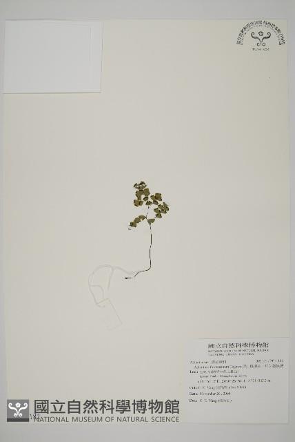 深山鐵線蕨、月芽鐵線蕨藏品圖，第1張