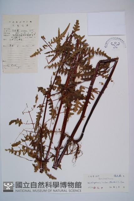 栗蕨藏品圖，第1張