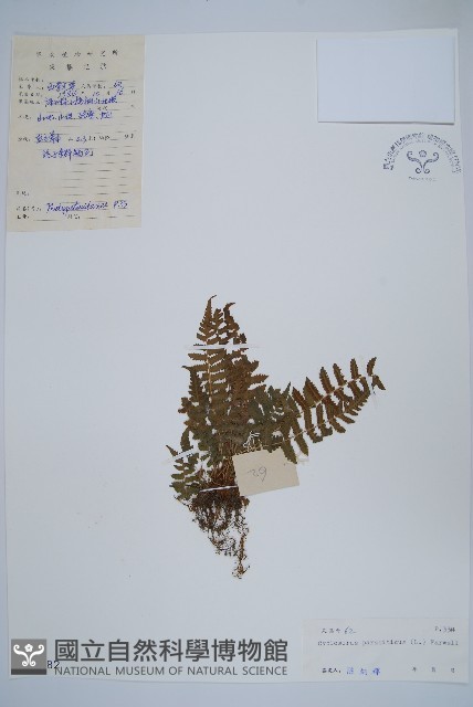 密毛毛蕨藏品圖，第1張