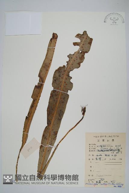 大星蕨藏品圖，第1張