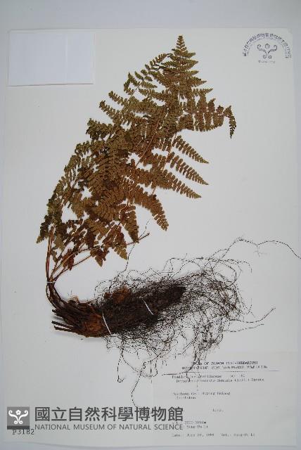 鋸齒葉鱗毛蕨藏品圖，第1張