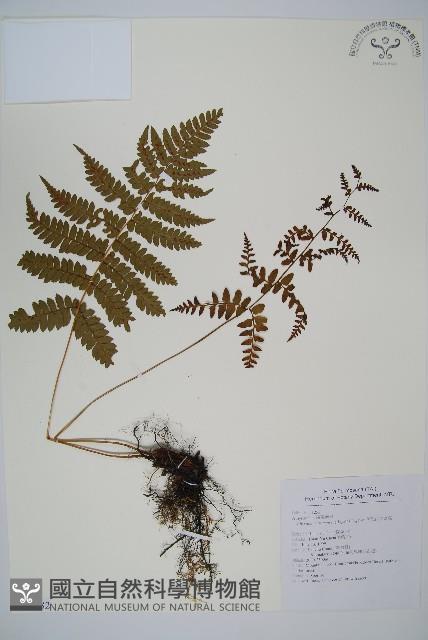 假軸果蹄蓋蕨、毛軸蹄蓋蕨藏品圖，第1張