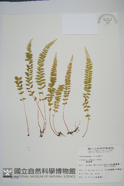 陵齒蕨、鱗始蕨藏品圖，第1張