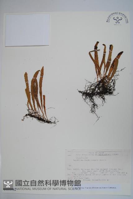 登錄號:P012782藏品圖，第1張