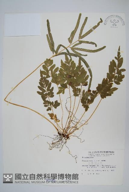 箭葉鳳尾蕨藏品圖，第1張