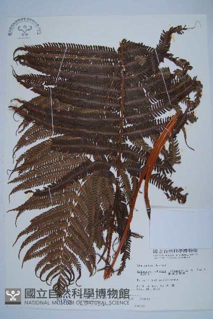 斜葉金星蕨藏品圖，第1張