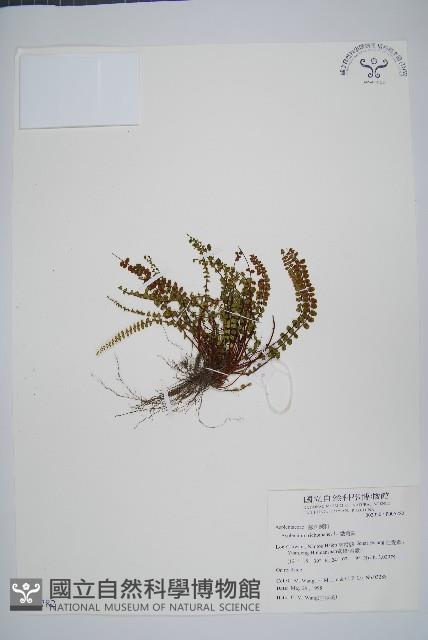 鐵角蕨藏品圖，第1張